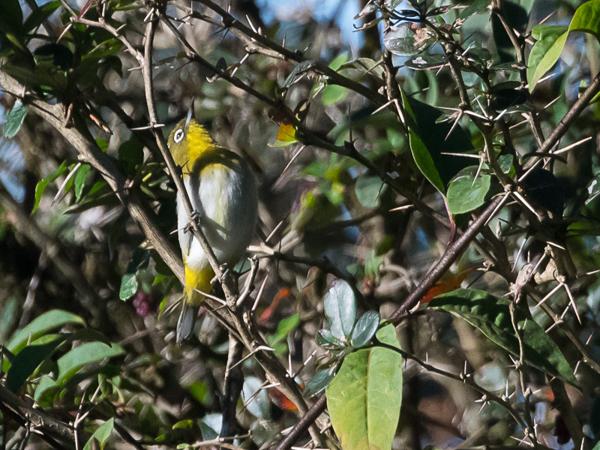 <h3><a href="/trips/srilanka/biota/animalia/chordata/aves/040 passeriformes/093 zosteropidae/zosterops ceylonensis/zosterops ceylonensis-nl.html">Zosterops&nbsp;ceylonensis</a> / Sri&nbsp;lanka&nbsp;white‑eye / Ceylonese&nbsp;brilvogel</h3>NIKON D500 met AF-S Nikkor 80-400mm f/4.5-5.6G ED VR, 1/8000 sec  bij F5.6, ISO 2000, afstand 19.9&nbsp;m